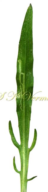  Basal Leaf